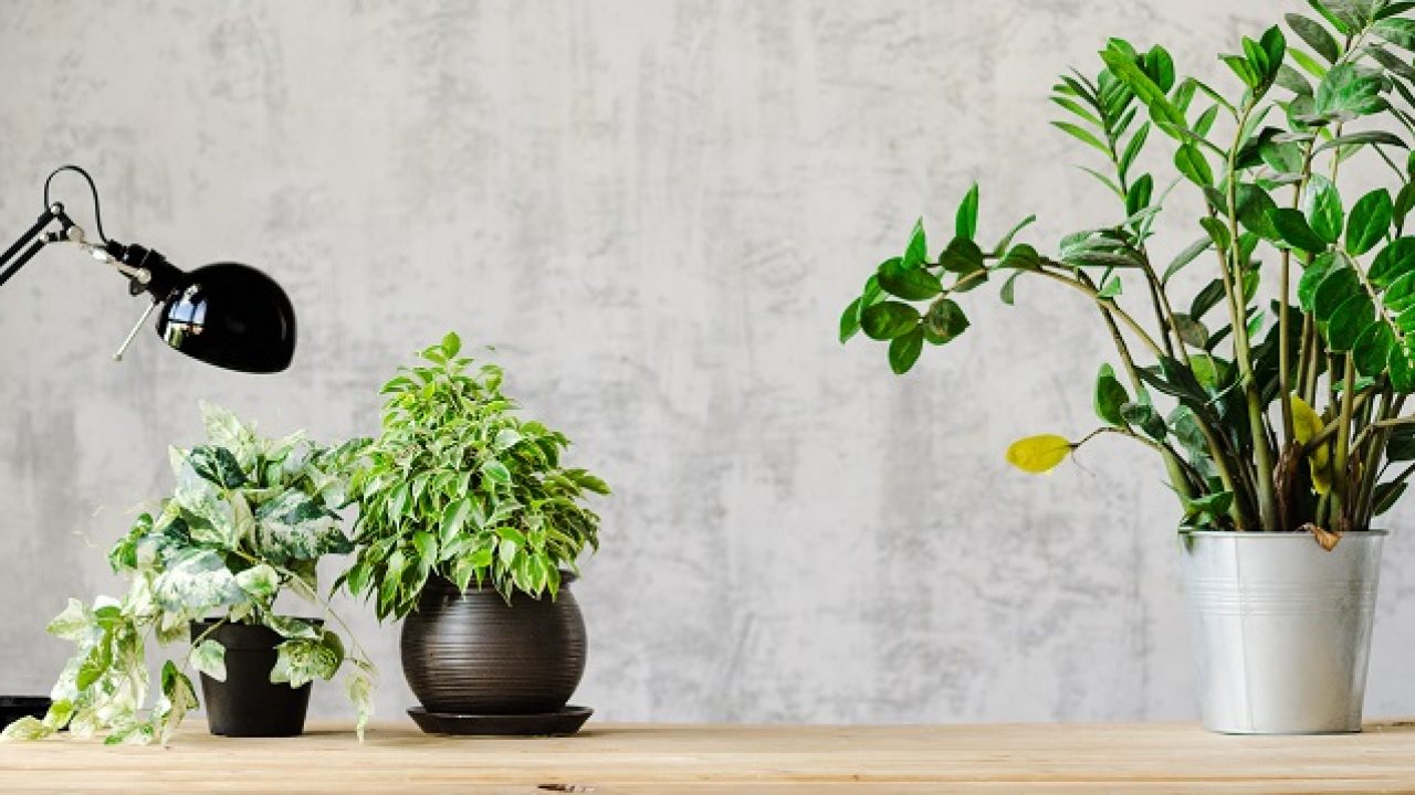 Easy House Plants That Do Not Need A Lot Of Water 